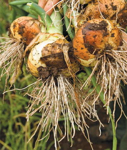 Onions dug from the kitchen garden at Knightshayes Court Devon Squash - photo 11