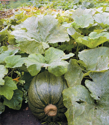 Squash growing in the walled kitchen garden at Clumber Park Nottinghamshire - photo 12