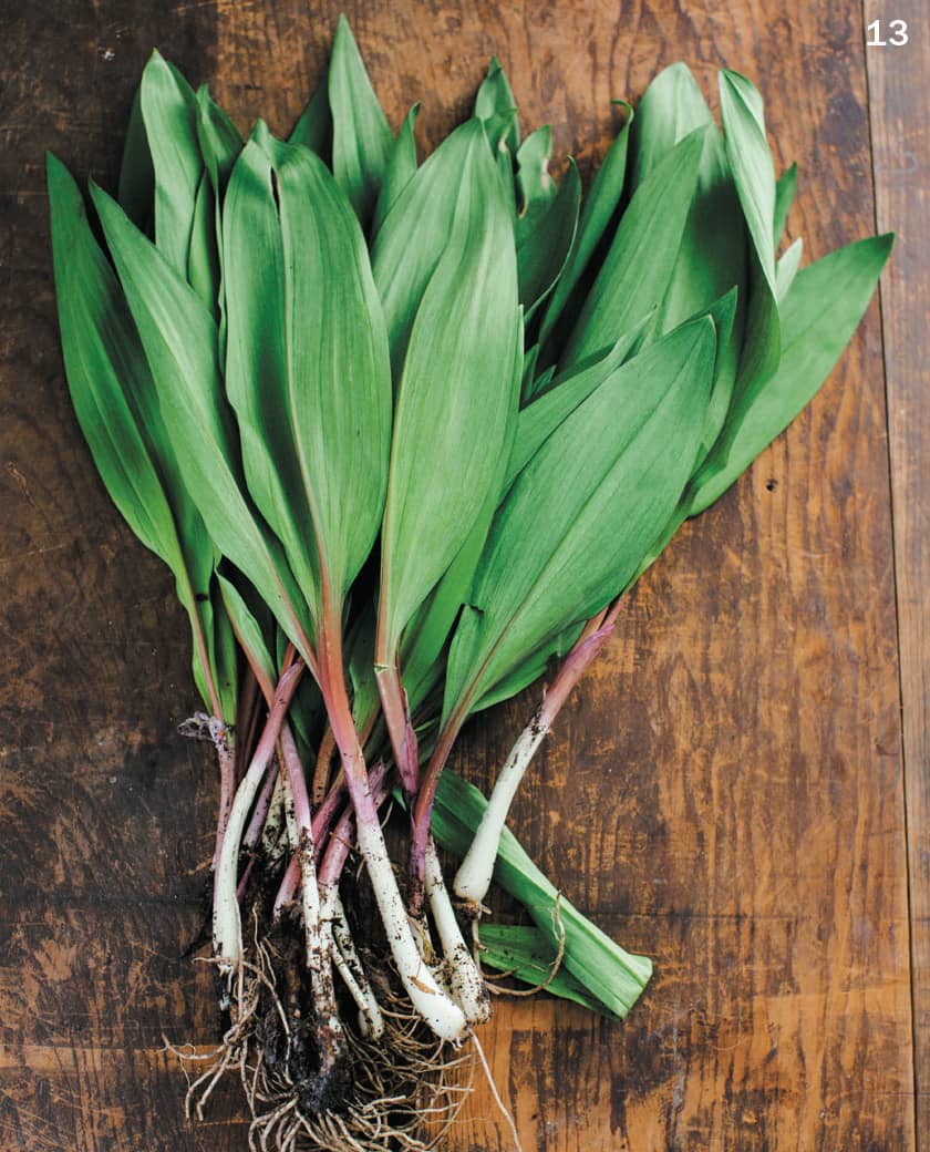 13 RAMPS 14 GARLIC SCAPES 15 GREEN GARLIC - photo 21