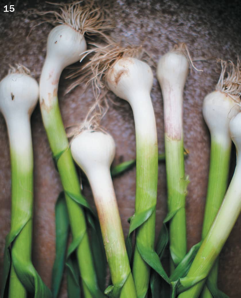 15 GREEN GARLIC 16 SPRING ONION 17 GARLIC - photo 23