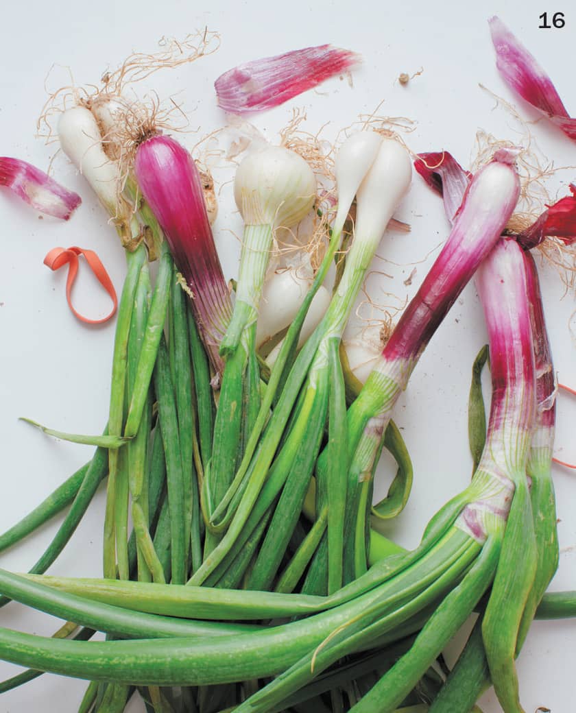 16 SPRING ONION 17 GARLIC INTRODUCTION IS THERE AN ONION IN THE - photo 24