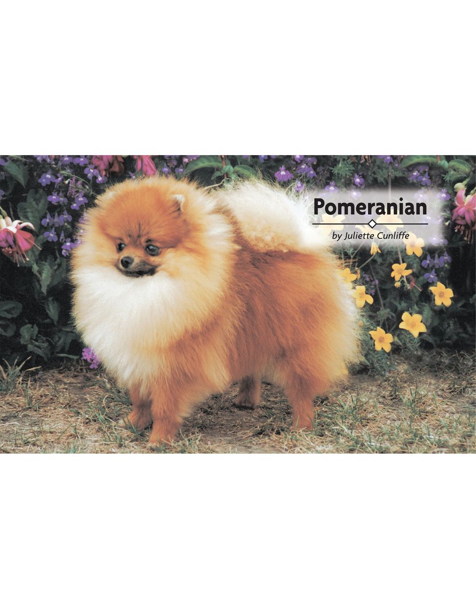 Table of Contents Physical Characteristics of the Pomeranian from the - photo 2