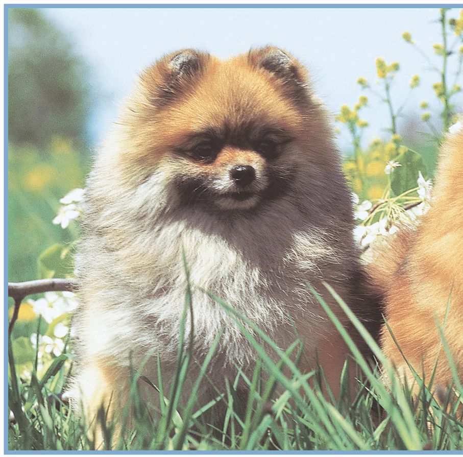 HISTORY OF THE POMERANIAN Although now well known as one of the smallest of - photo 4