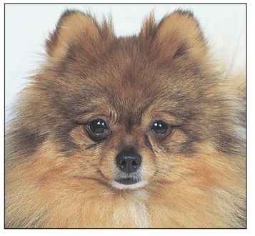 The Pomeranian not only was known in Western Europe but also was used in the - photo 8