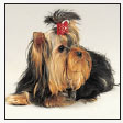 Meet the pioneers who engineered the remarkable blue and tan Yorkshire Terrier - photo 3