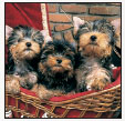 Discover the joy of owning the Yorkie and find out if you are made for this - photo 4