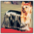 Learn the requirements of a well-bred Yorkshire Terrier by studying the - photo 5