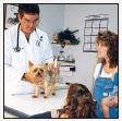 Discover how to select a qualified vet and care for your dog at all stages of - photo 9