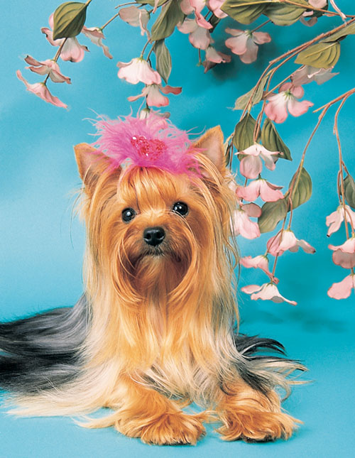 Underneath his delicate beauty and flowing blue-and-tan tresses the Yorkie - photo 12