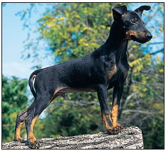 The Toy Manchester Terrier may have been in the family tree of the Yorkshire - photo 15