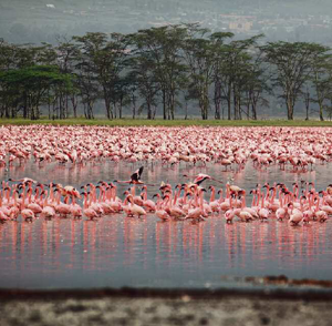 Lesser flamingos foraging at Lake Nakuru Kenya Introduction Flamingos have - photo 4