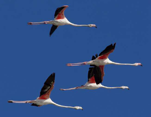 Greater flamingos in flight Speakers of Romance languages can trace their - photo 5