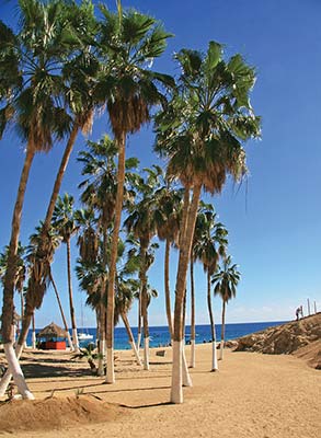 palm trees along Playa Chileno pool in Los Cabos tourist boat - photo 6