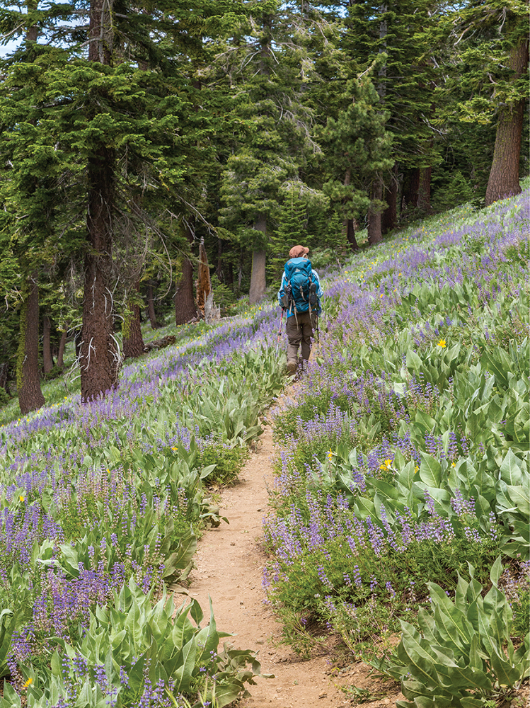 HIKING THE PACIFIC CREST TRAIL NORTHERN CALIFORNIA SECTION HIKING FROM - photo 2