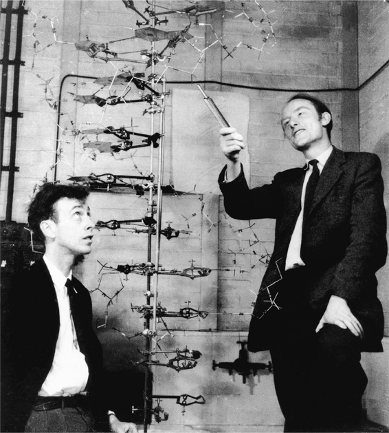 1953 Francis Crick right and me with our model of the double helix - photo 4