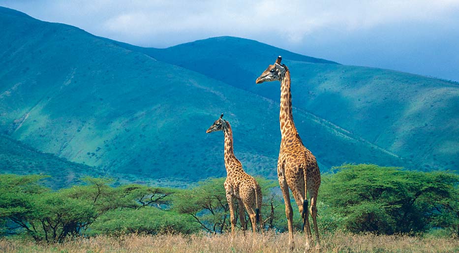 ARIADNE VAN ZANDBERGEN LONELY PLANET IMAGES Giraffes Ngorongoro Conservation - photo 4