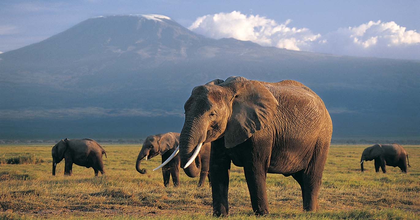 Elephants with Mt Kilimanjaro in the background Kilimanjaro National Park - photo 6