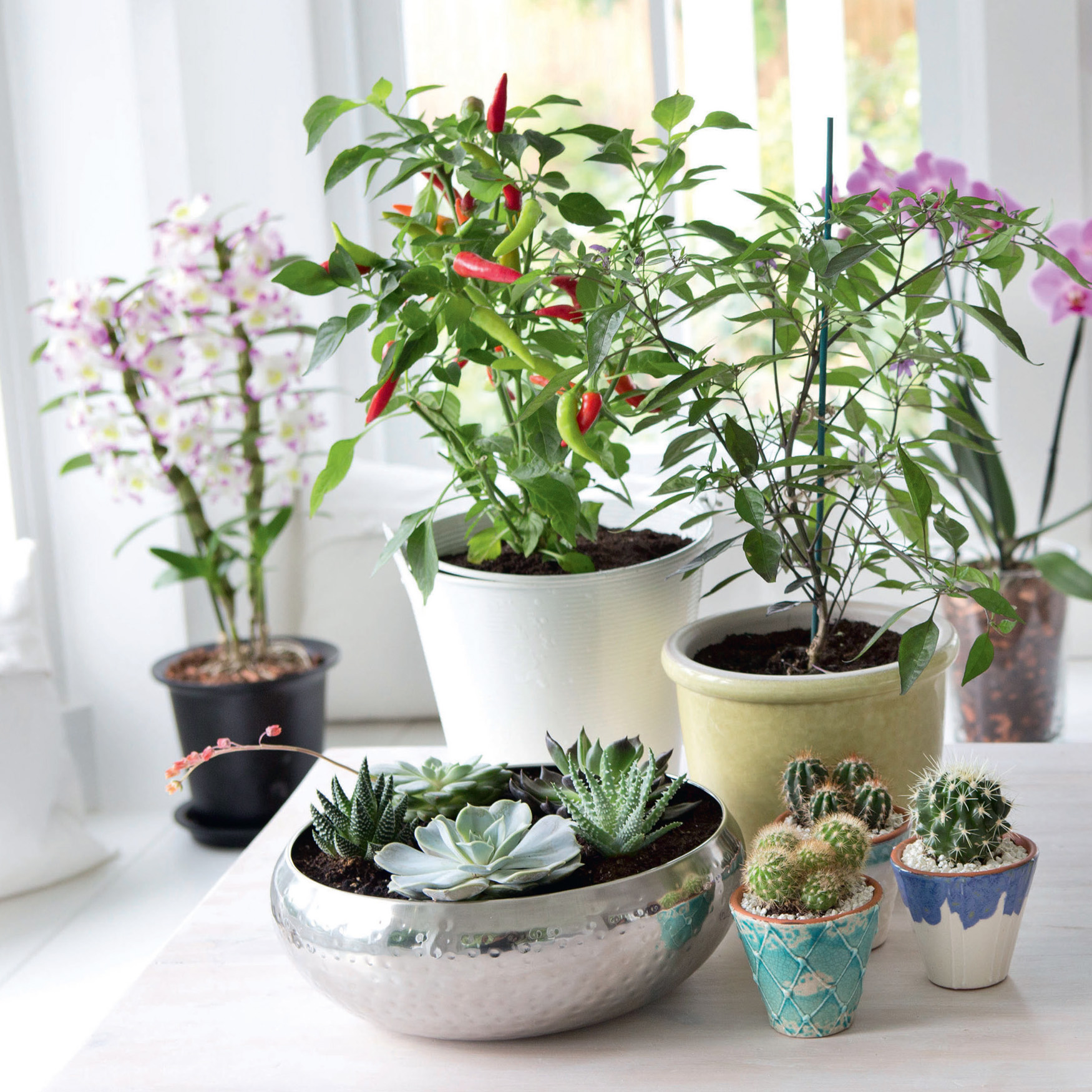 INTRODUCTION Why have plants in your home Because they give it personality and - photo 3