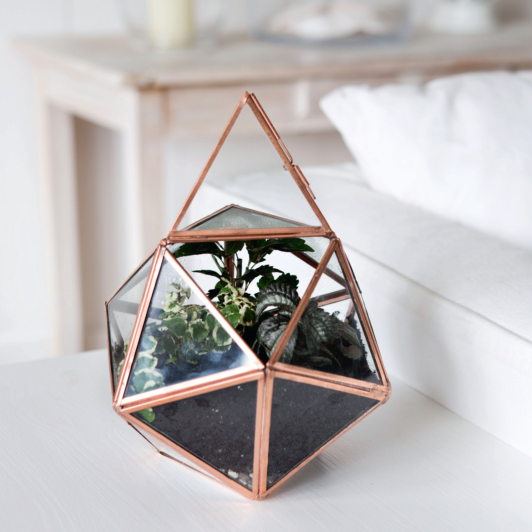 COOL SHADY OPEN TERRARIUM The sides of an open glass terrarium create a - photo 7