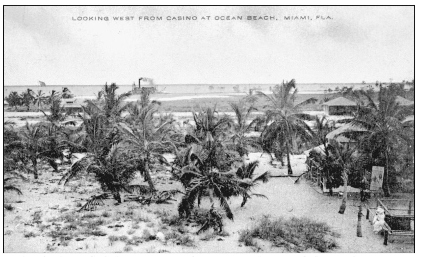 As the island was filled the coconut trees left over from the original - photo 8