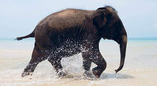 Elephant on a beach in Krabi CHRISTIAN ASLUNDLONELY PLANET IMAGES Top - photo 5