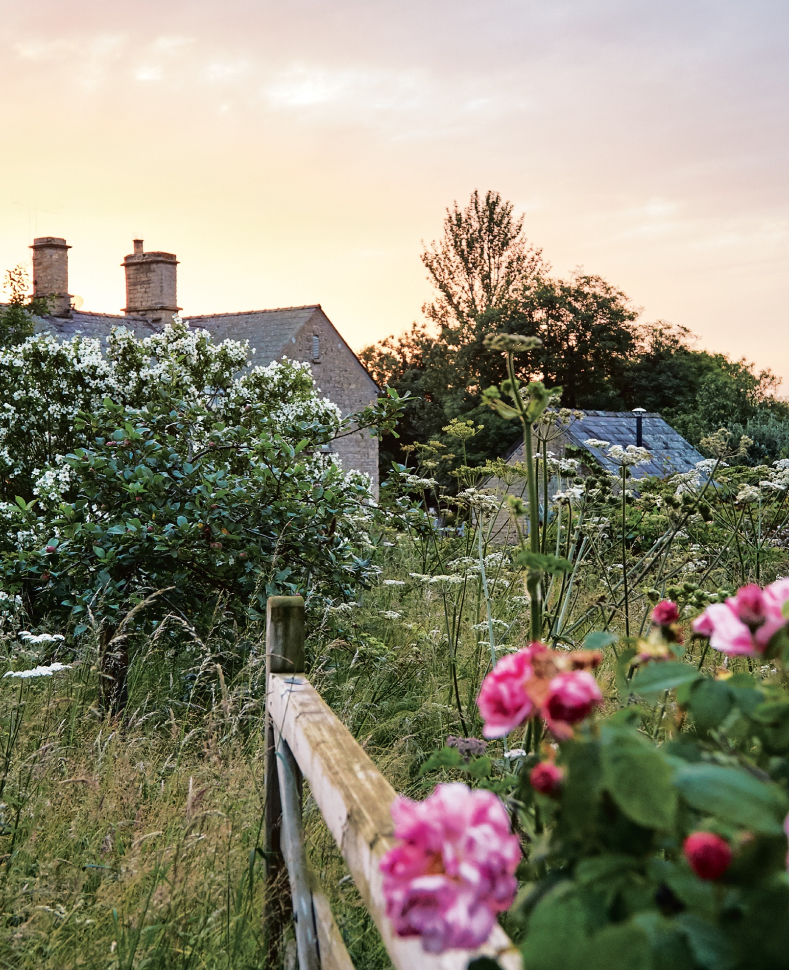 Looking into our cottage garden past the rosa mundi rosebush a giant belle - photo 10