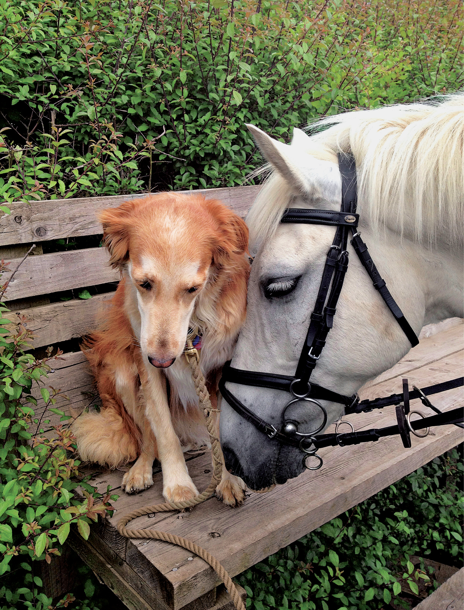 Three days after we moved to England Ginger followed Coco down to her riding - photo 11