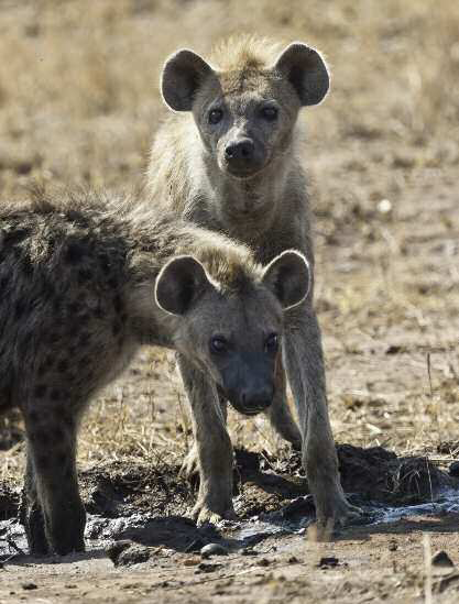 Introduction The hyena hermaphroditic self-eating devourer of the dead - photo 3