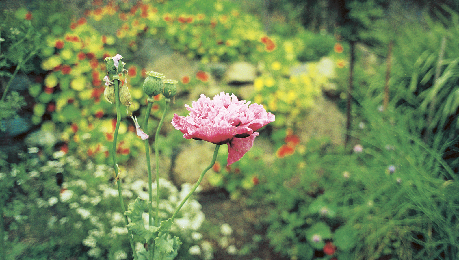 A Season-by-Season Guide to Getting in Touch with Nature Celestine Maddy with - photo 2