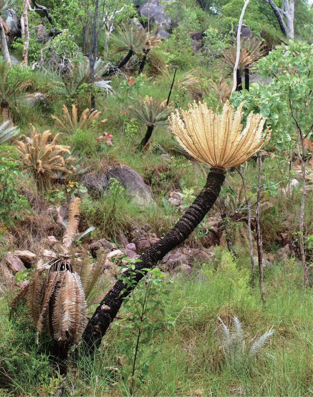 Silver cycad Cycas calcicola Tolmer Falls NT 2010 Discovering Aboriginal - photo 1