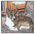 Enter the colorful world of the Basenji the worlds barkless dog considered by - photo 4