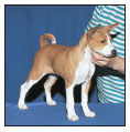 Learn the requirements of a well-bred Basenji by studying the description of - photo 5