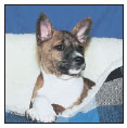 Find out about how to locate a well-bred Basenji puppy Discover which - photo 6