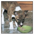 Cover the specifics of taking care of your Basenji every day feeding for the - photo 7