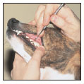 By Lowell Ackerman DVM DACVD Become your dogs healthcare advocate and a - photo 9