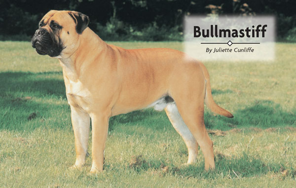 Contents Meet Englands Gamekeepers Night Dog a breed established from - photo 2