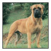 Learn the requirements of a well-bred Bullmastiff by studying the description - photo 5