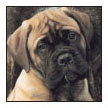 Find out about how to locate a well-bred Bullmastiff puppy Discover which - photo 6