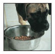 Cover the specifics of taking care of your Bullmastiff every day feeding for - photo 7