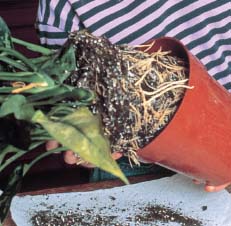 You also have to be very careful when handling your plants Never hold a plant - photo 9