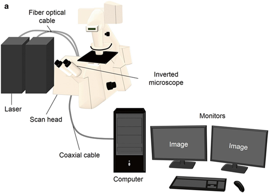 Fig 12 Typical components of a laser-scanning confocal microscopy system a - photo 2