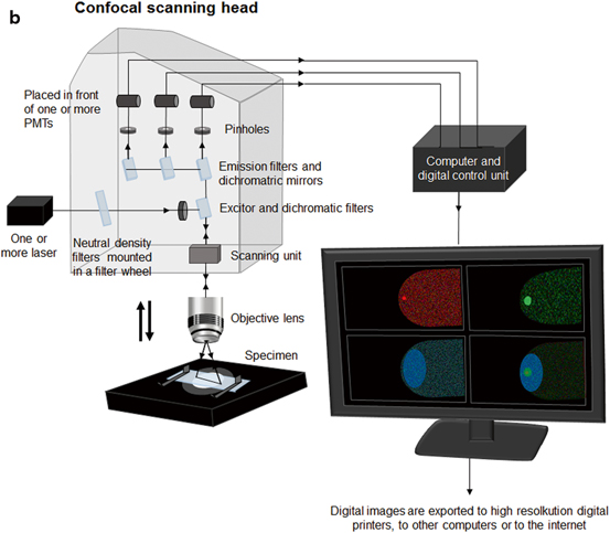 Fig 12 Typical components of a laser-scanning confocal microscopy system a - photo 3