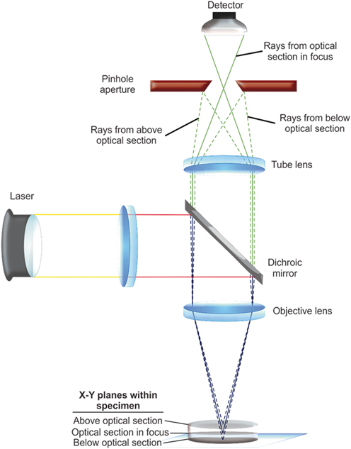 Fig 13 Diagram of the light path in a confocal microscopic system Pinhole - photo 4