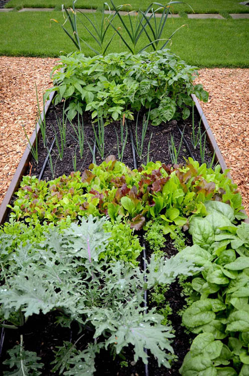 FOOD GROWN RIGHT IN YOUR BACKYARD A BEGINNERS GUIDE TO GROWING CROPS AT - photo 1