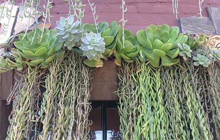 Succulent Cafe in Oceanside CA Common Varieties of Succulents There are - photo 4