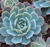 ECHEVERIA Echeverias are gorgeous rosette-forming plants that come in a variety - photo 5