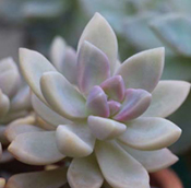 GRAPTOPETALUM Like echeverias graptopetalums are rosette-forming succulents - photo 6