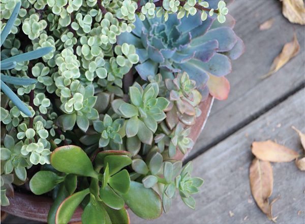 Chapter 1 Succulents 101 Succulents are rising in popularity and with good - photo 3