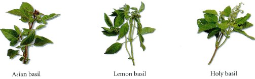 Basil is often used as a seasoning and garnish in Vietnamese cooking Several - photo 3