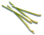 Lemongrass is an intensely fragrant stalk used to impart a lemony flavor The - photo 5